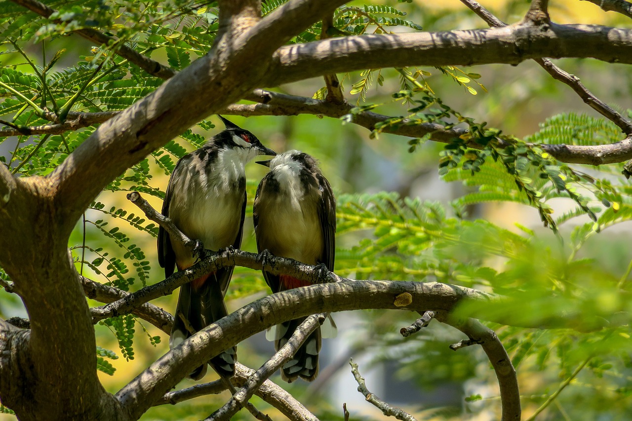 红耳鹎  nature  bird free photo