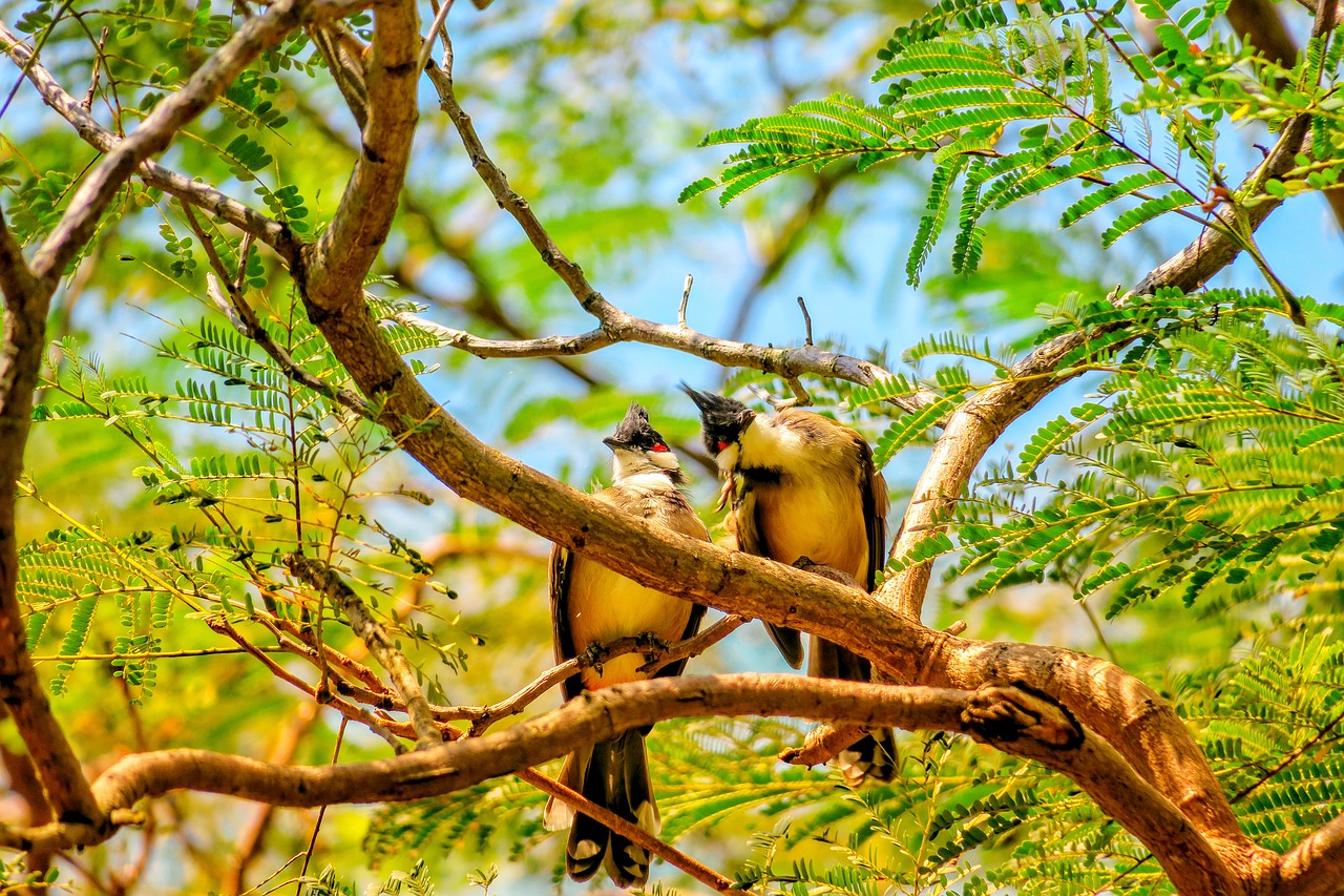 红耳鹎  nature  bird free photo