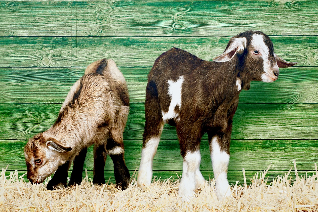 image goats young animals free photo