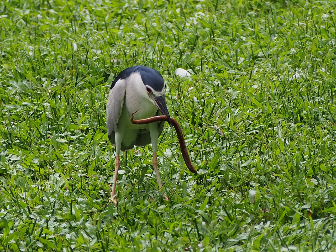 蒼 鷺 swamp eel 獵 food free photo