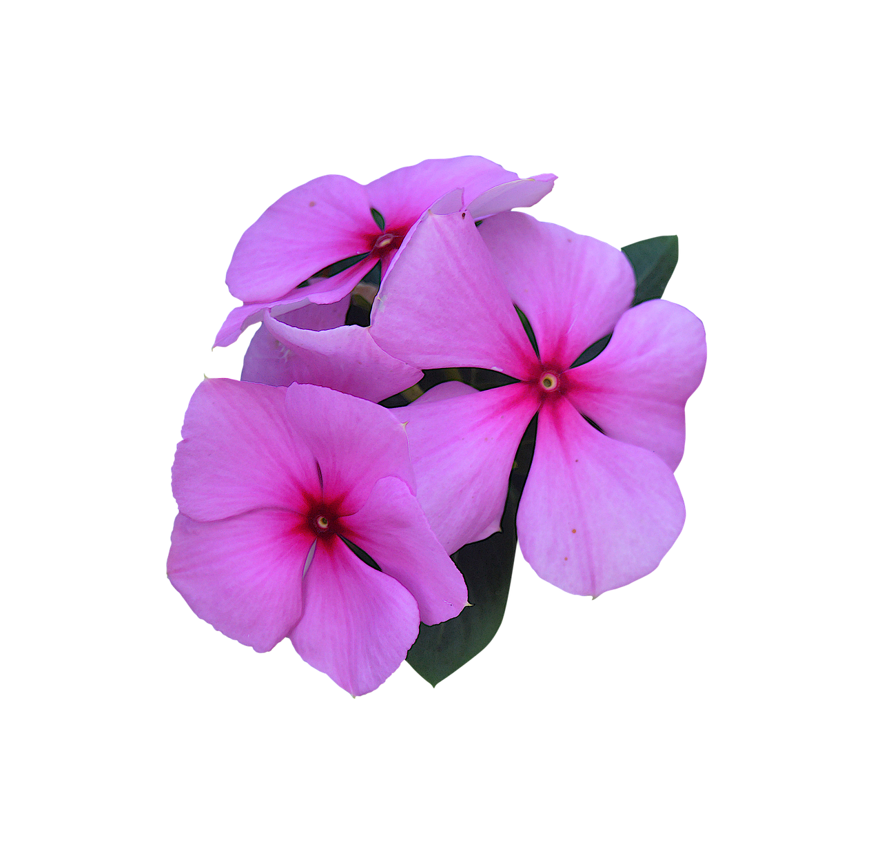image cropped cutout pink flowers free photo