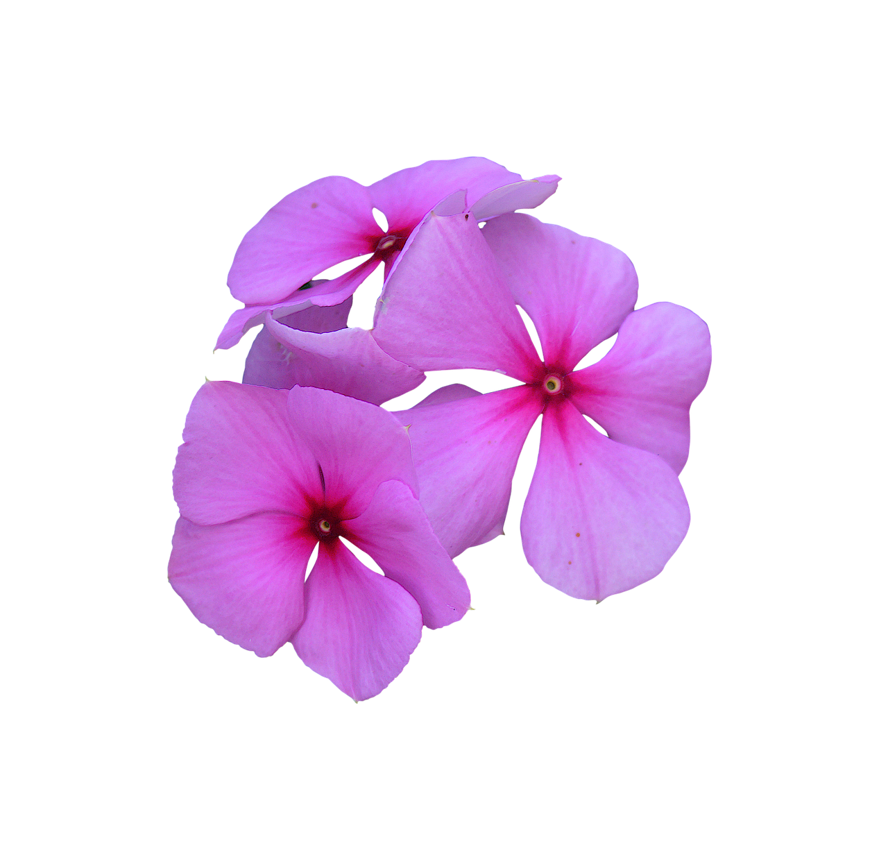 image cropped pink flowers petal free photo