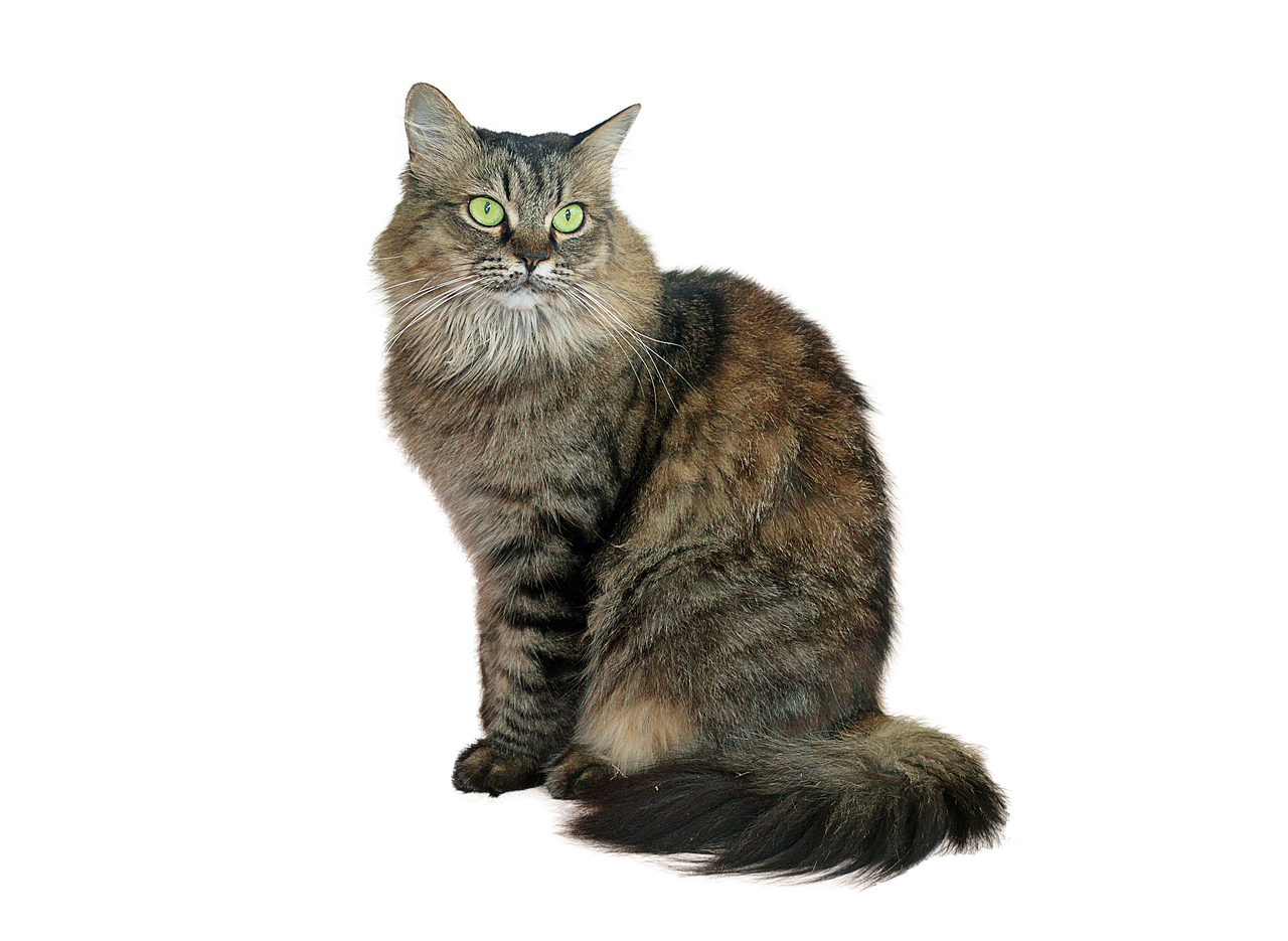 image cropped cat tabby cat free photo