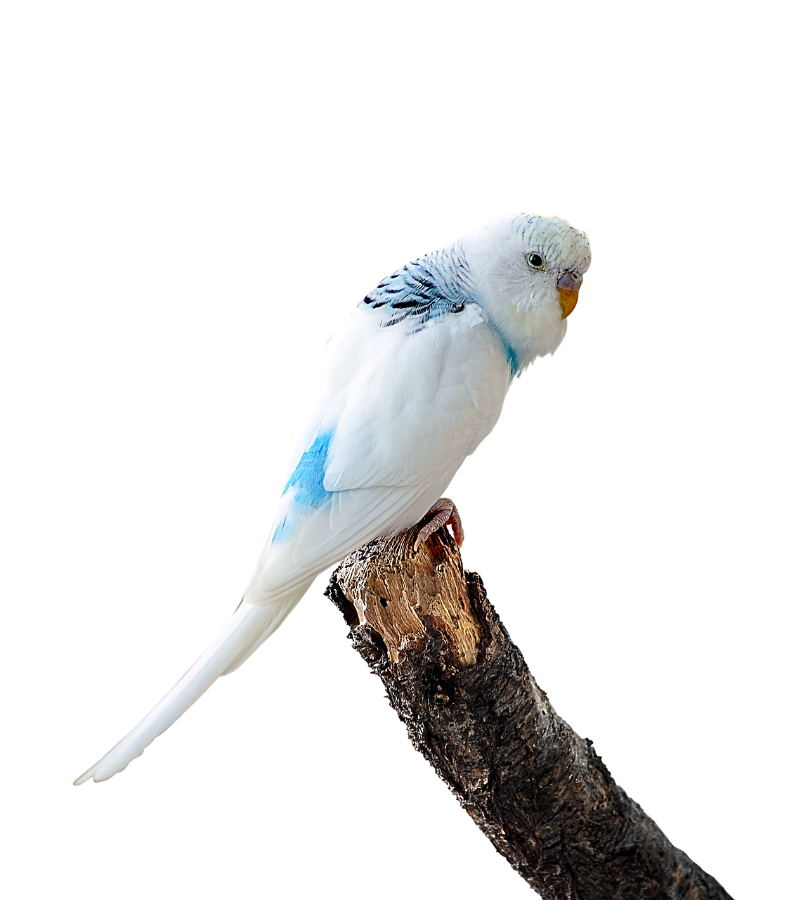 image cropped parakeet white budgie free photo