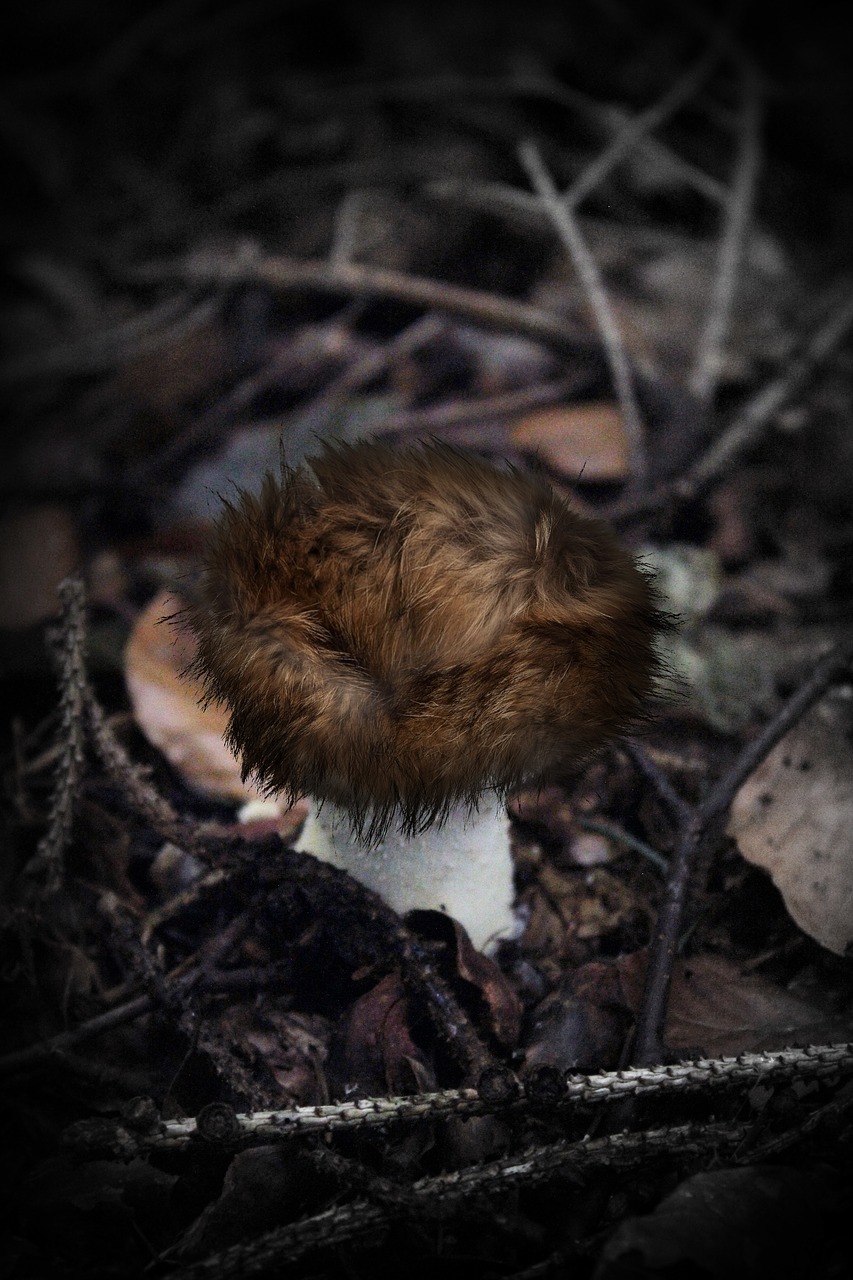 image manipulation fur mushroom free photo