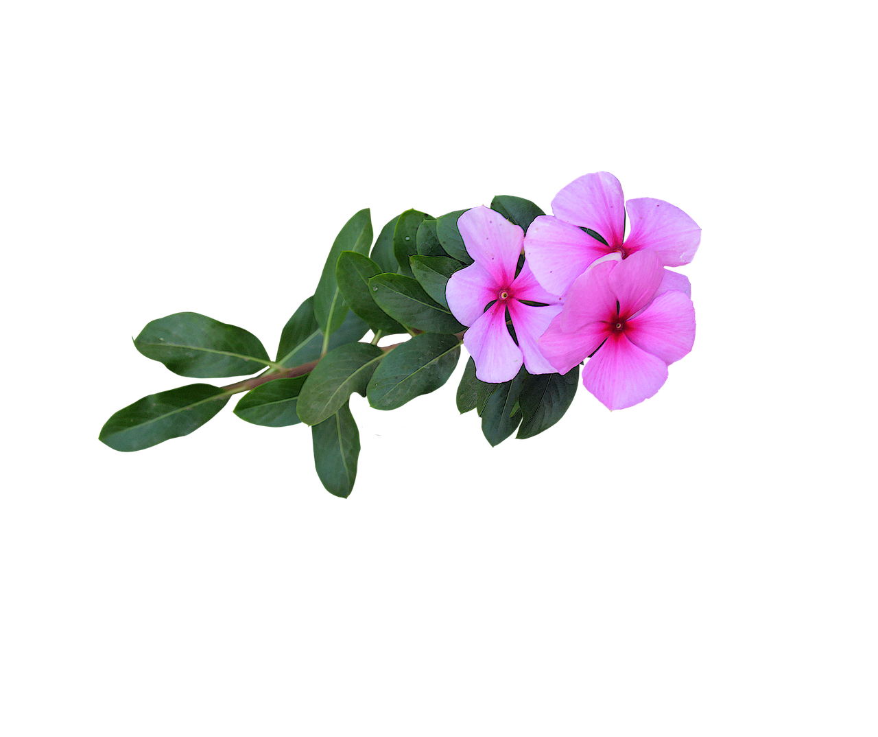 image png pink flowers flowers free photo