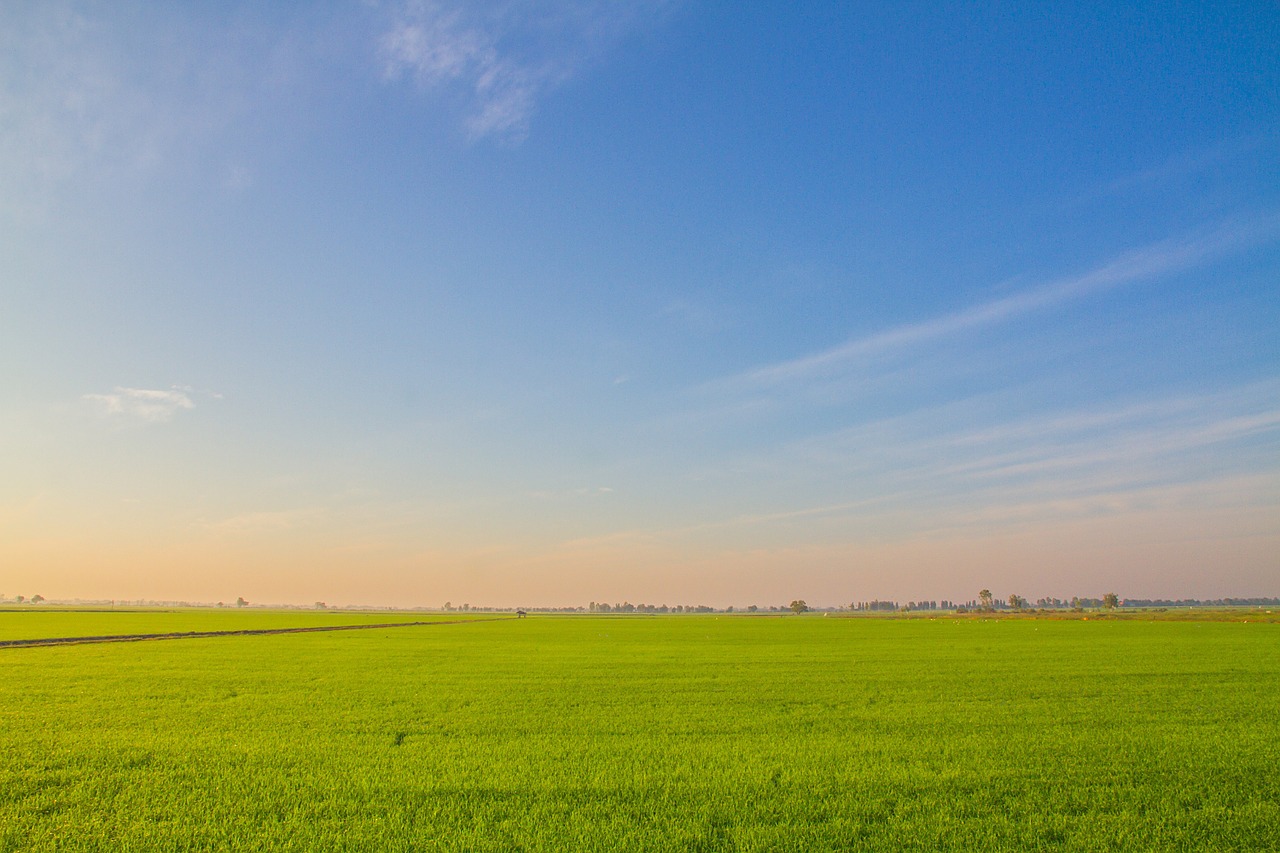 image view cornfield rice free photo