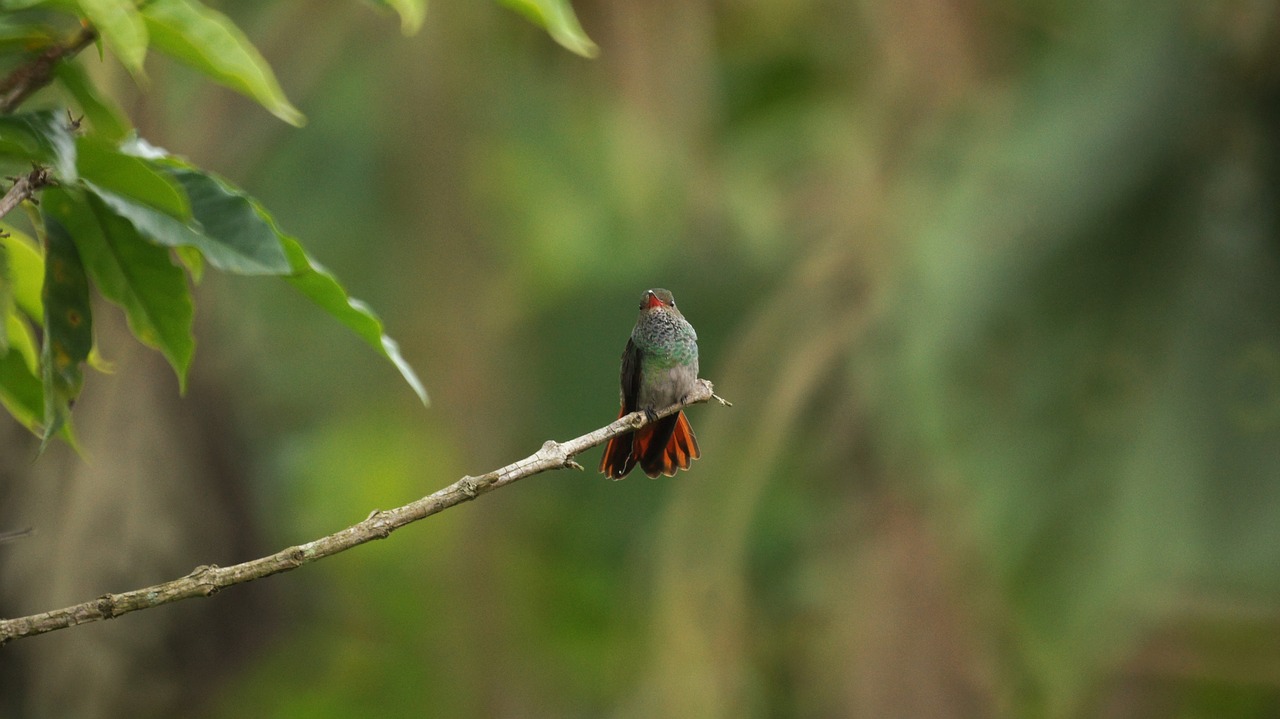 images armenia quindio free photo