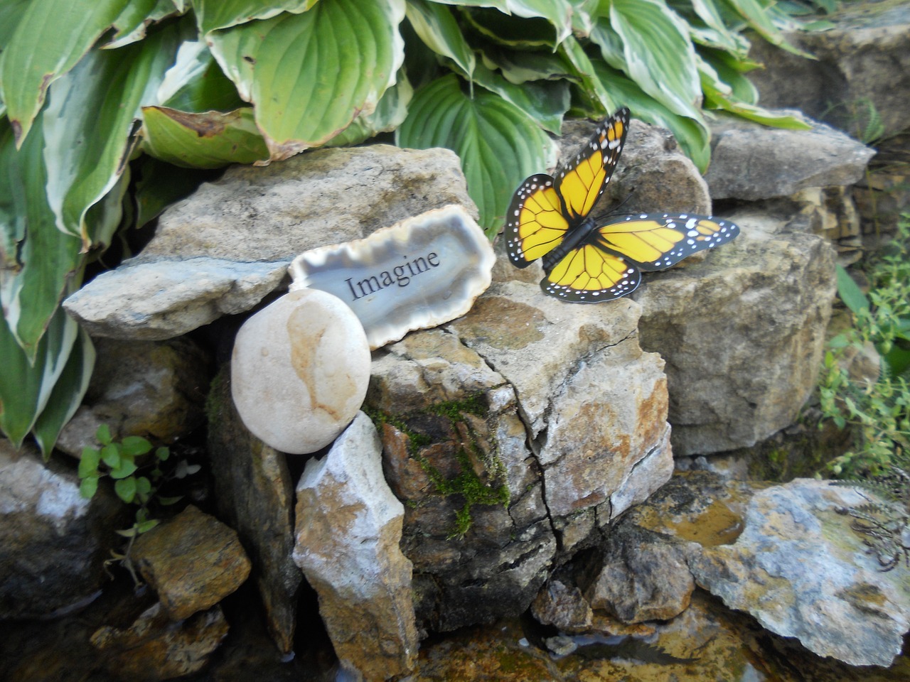 imagine rock butterfly free photo