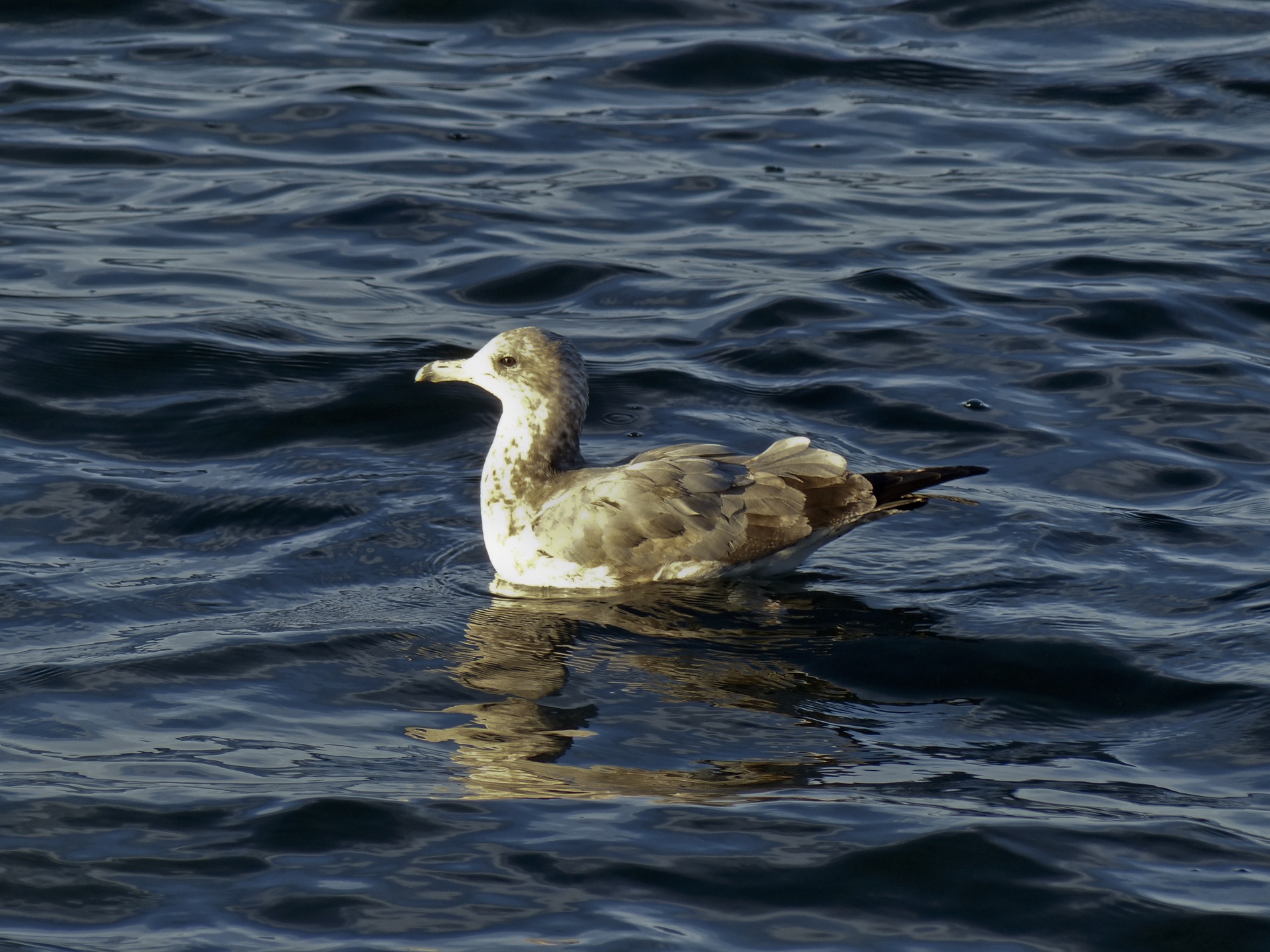 seagull immature blue water free photo