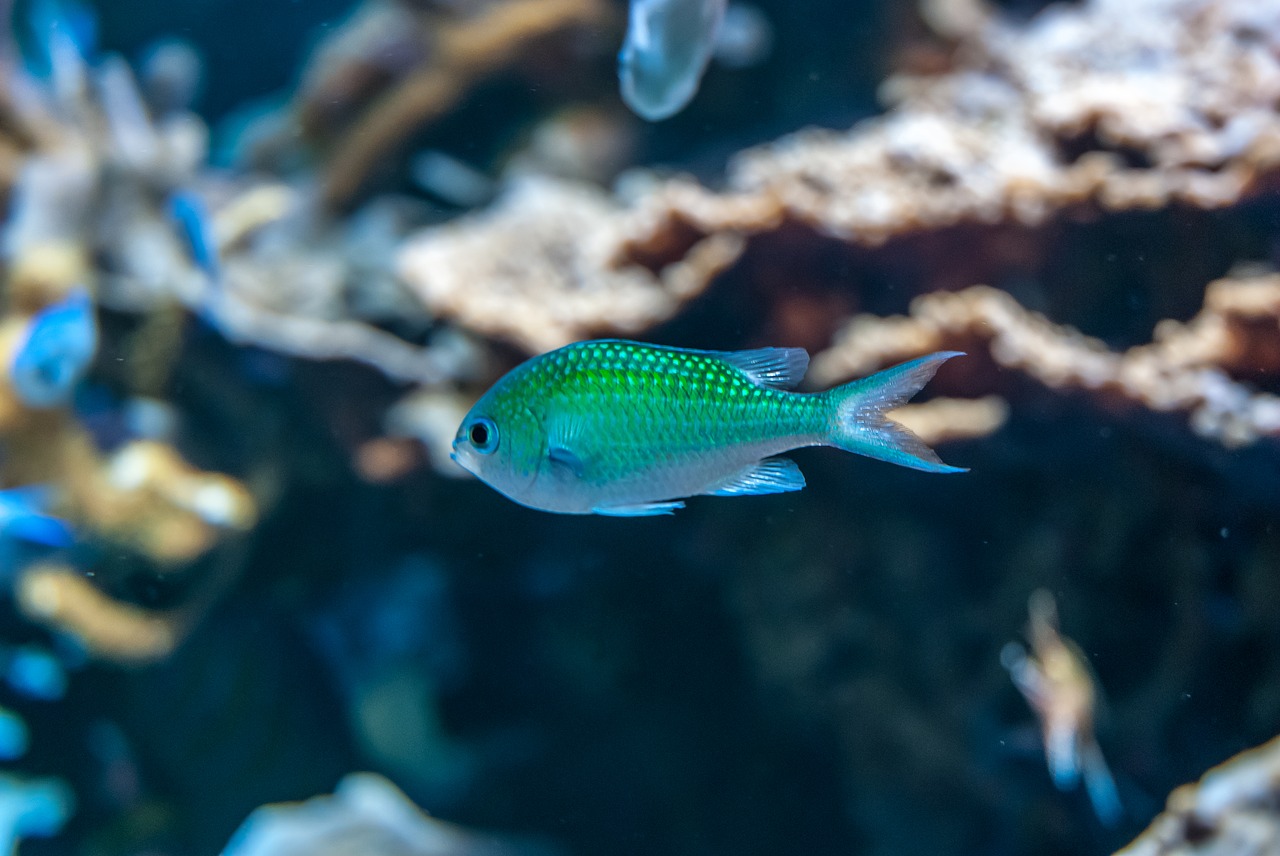 immersed  fish  coral free photo