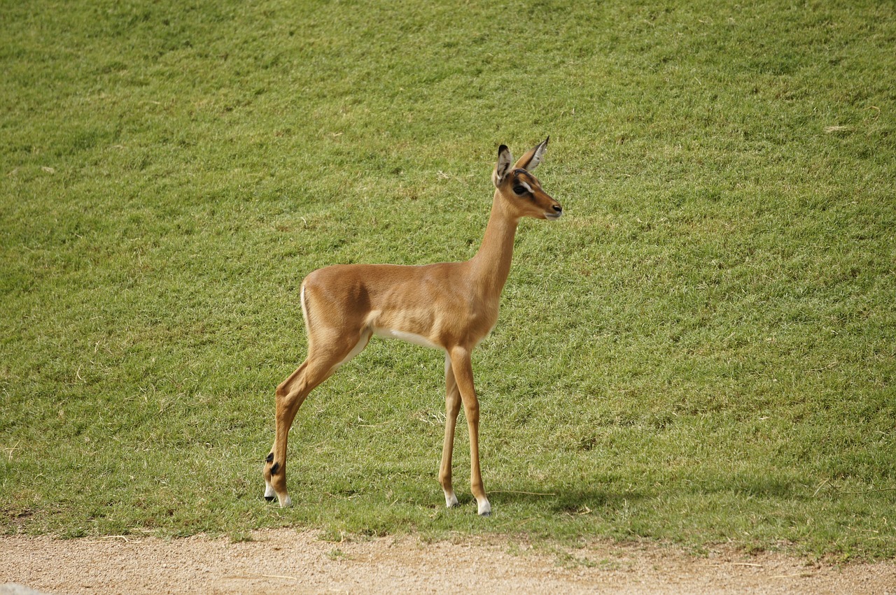 impala animal mammal free photo