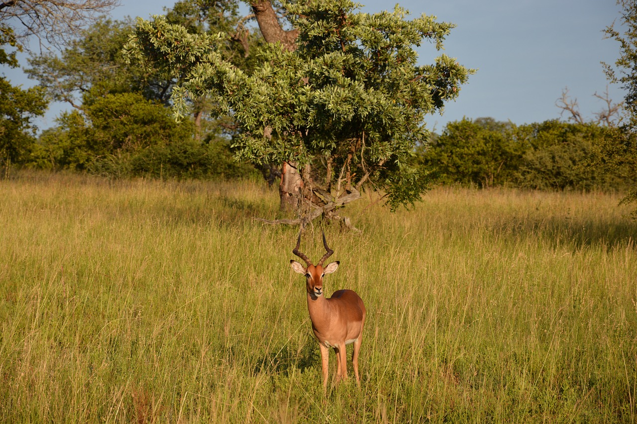 impala springbok africa free photo