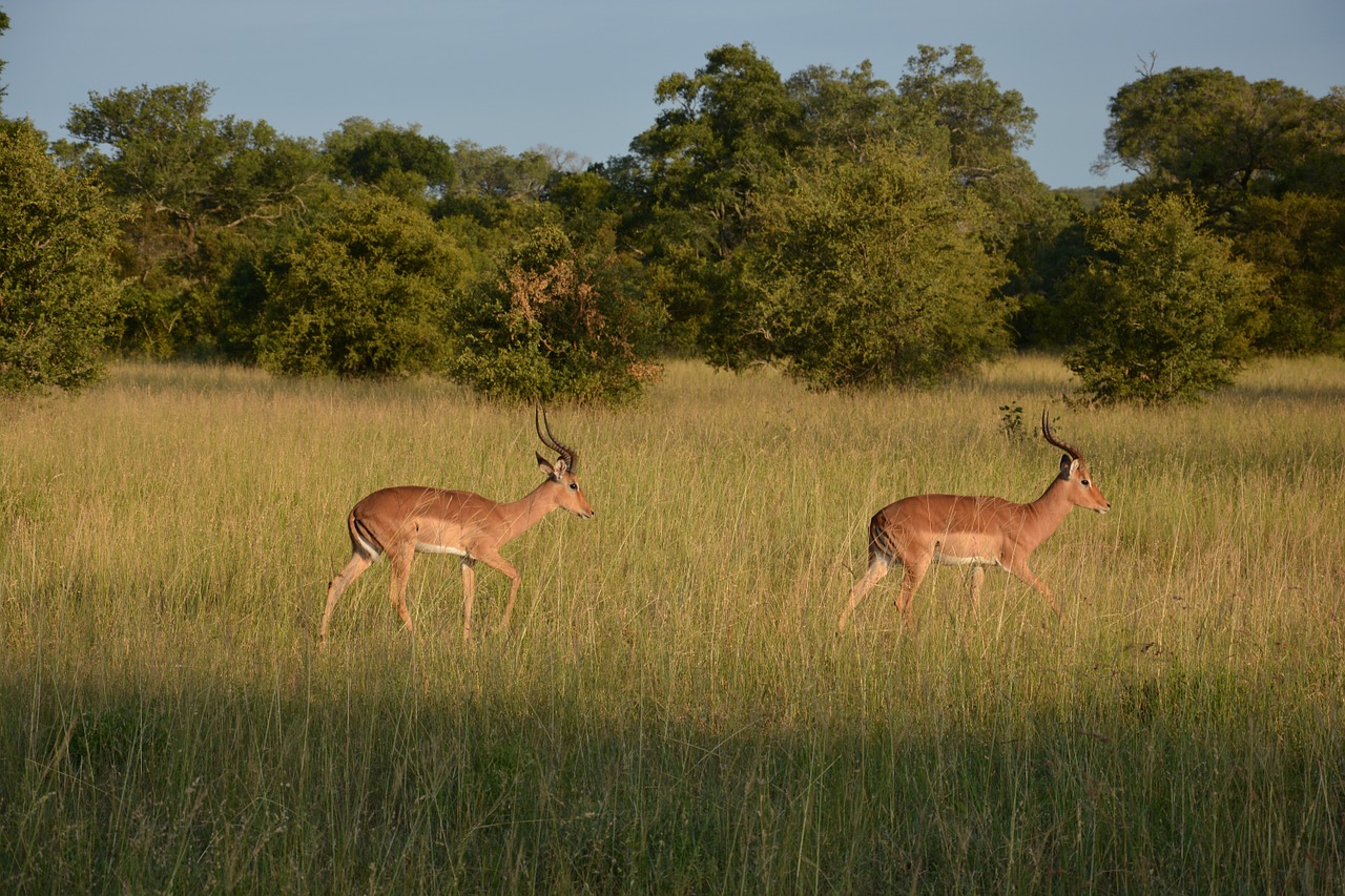 impala south africa steppe free photo