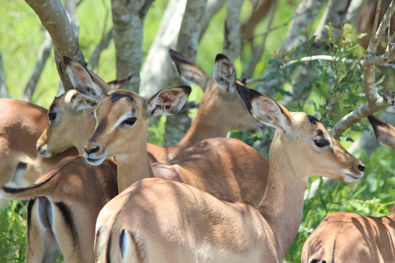impala wildlife animal free photo