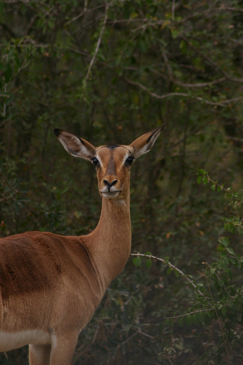 impala south africa wild free photo