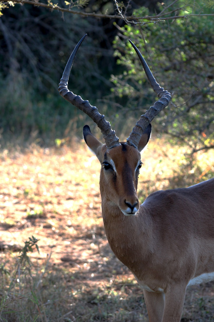 impala africa safari free photo