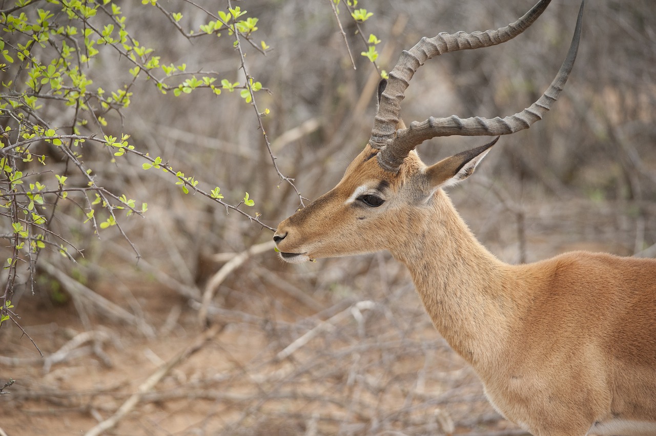 impala deer-like kruger free photo