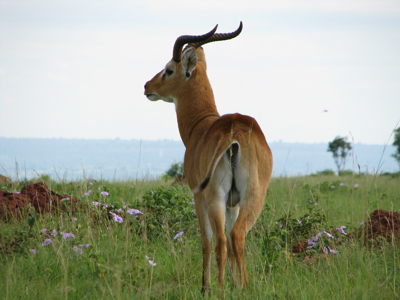 impala antelope animal free photo
