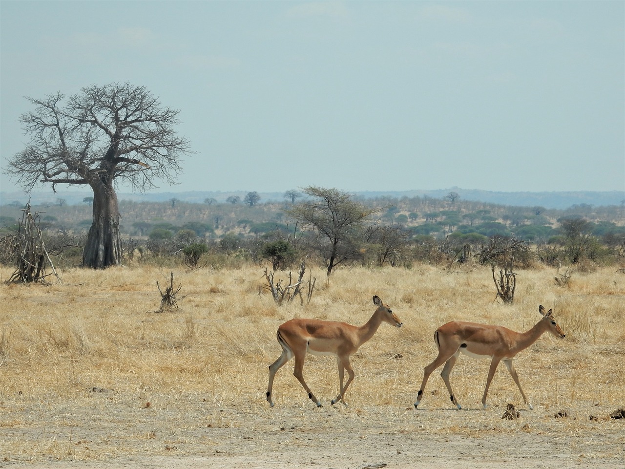 impala baobab savannah free photo