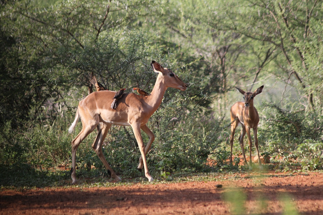 impala animals safari free photo