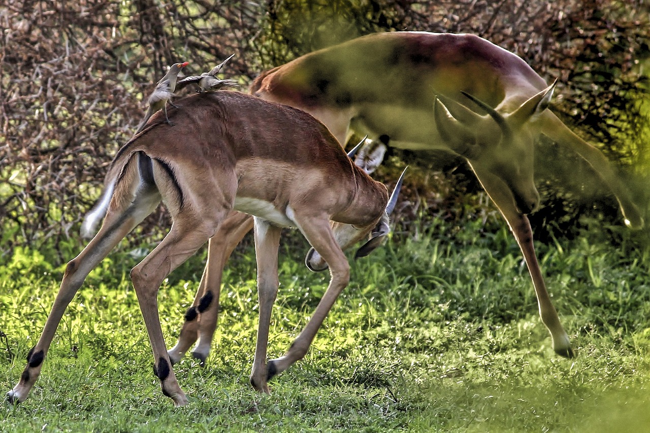 impala wild animal free photo