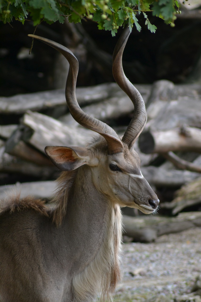 impala pride antelope free photo