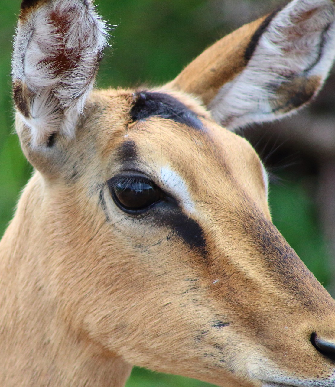 impala antelope buck free photo