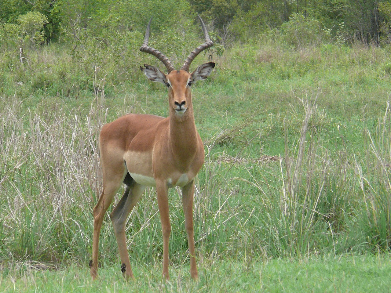 impala animals antelope free photo