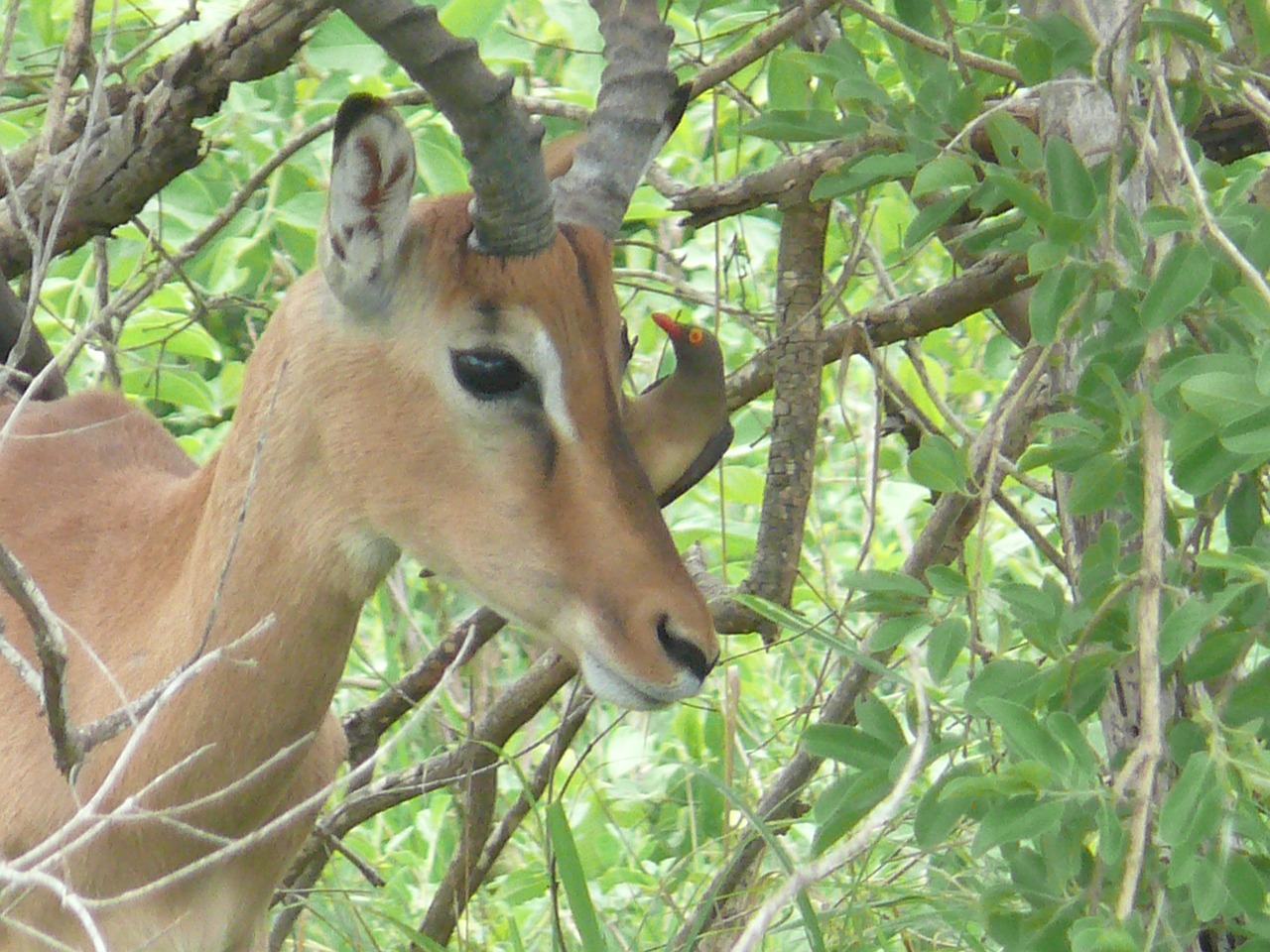 impala africa animal free photo