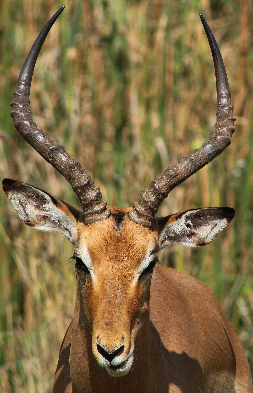 impala antelope buck free photo