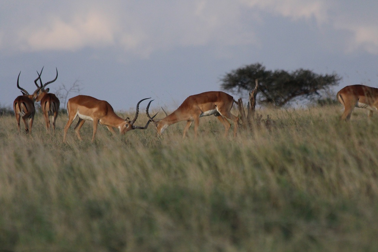 impala fight kenya free photo