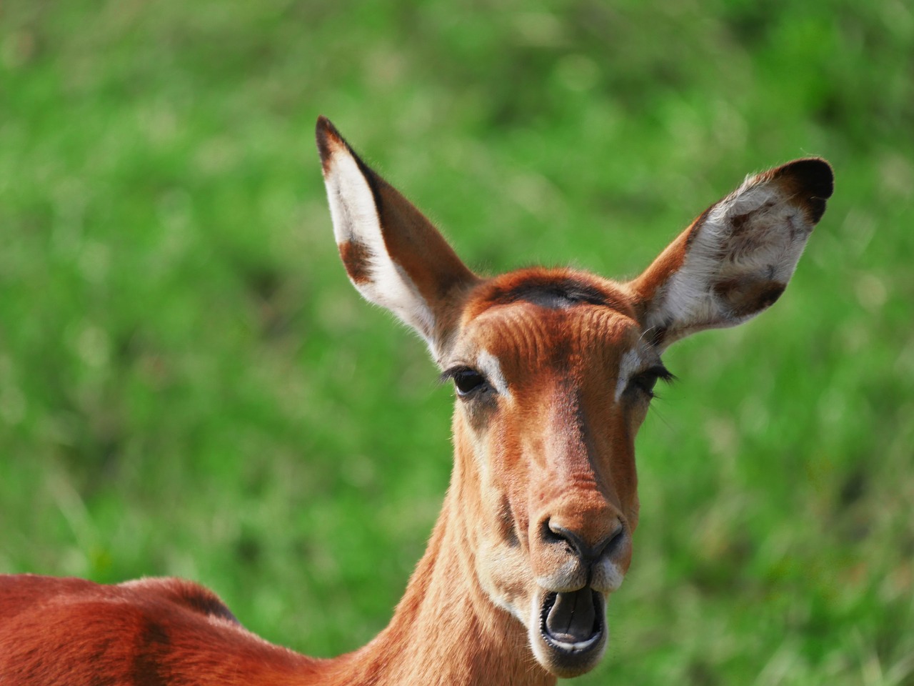 impala animal portrait chew free photo