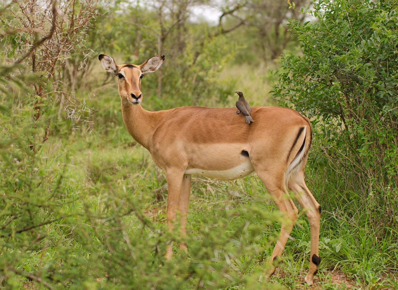 impala savannah oxpecker free photo