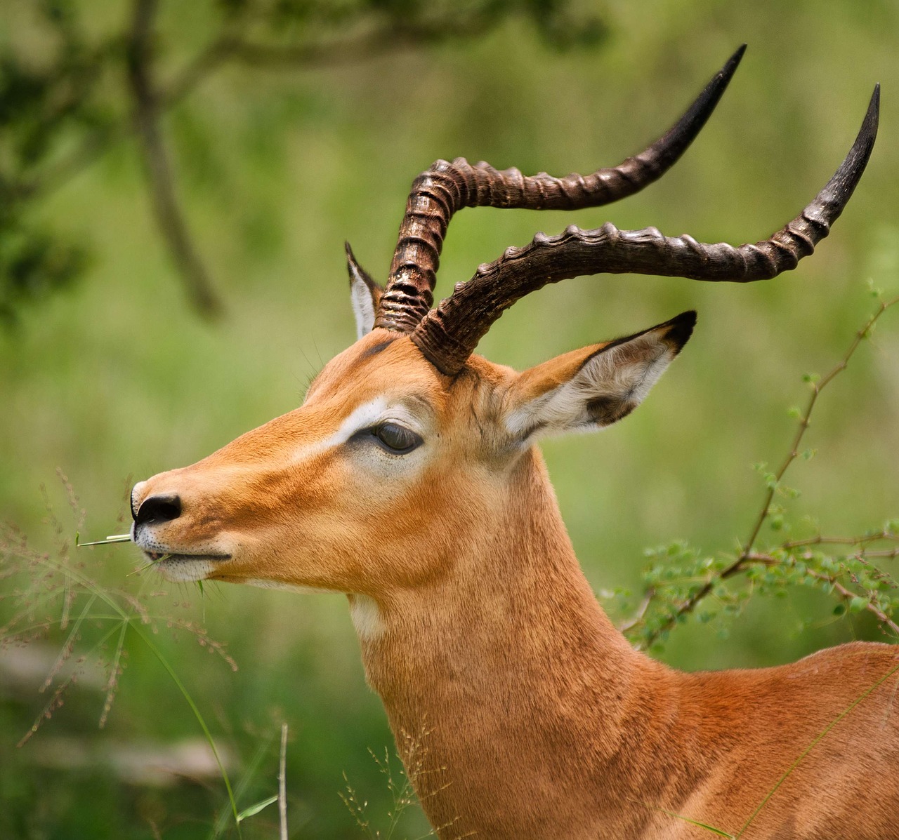 impala horns eye free photo