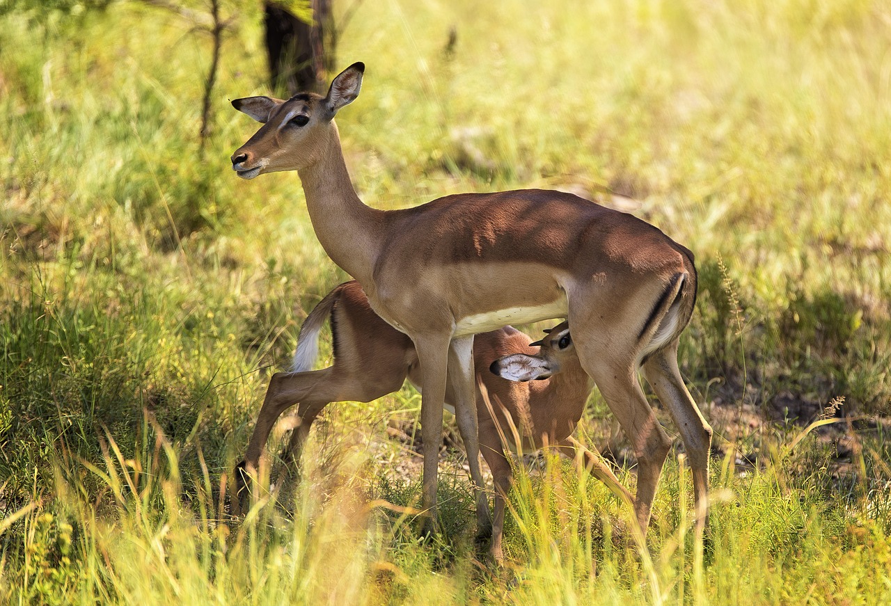 impala suckling wildlife free photo