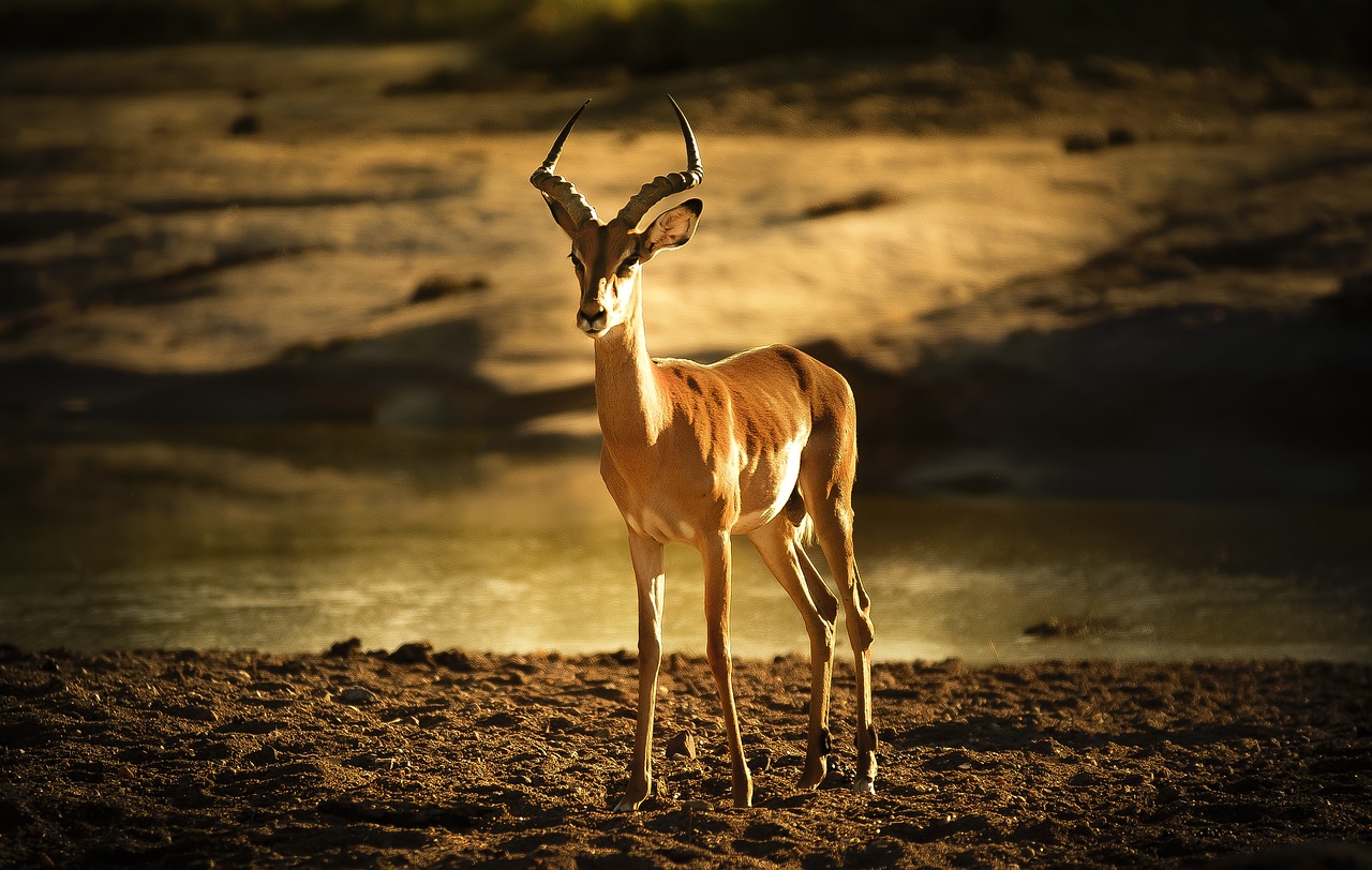 impala riverbed backlight free photo