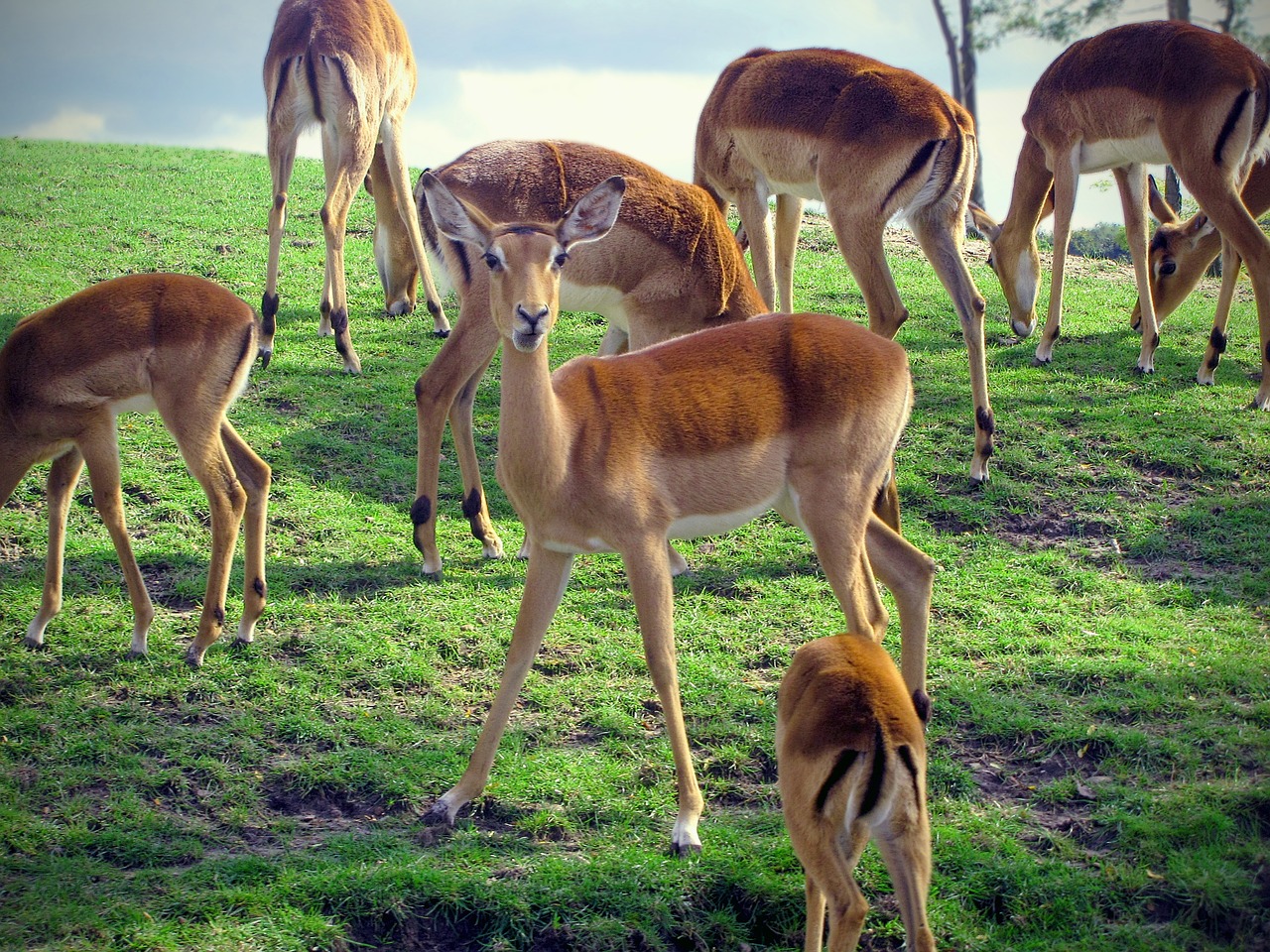 impala herd rooibok free photo