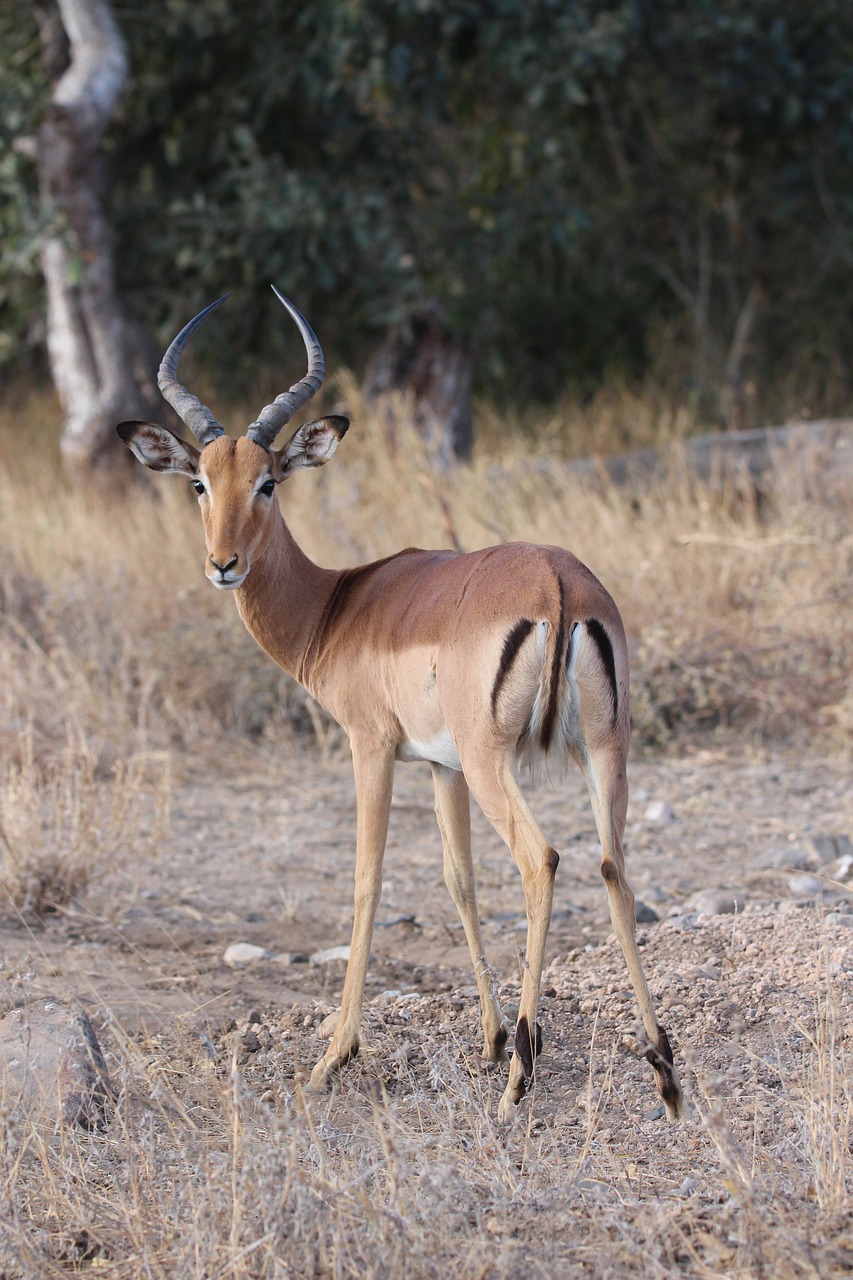 impala buck africa free photo