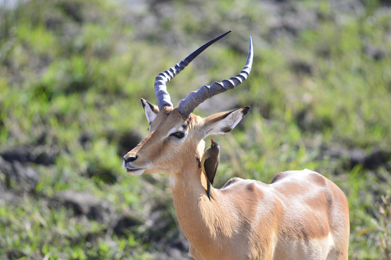 impala horns red-billed ox pecker free photo