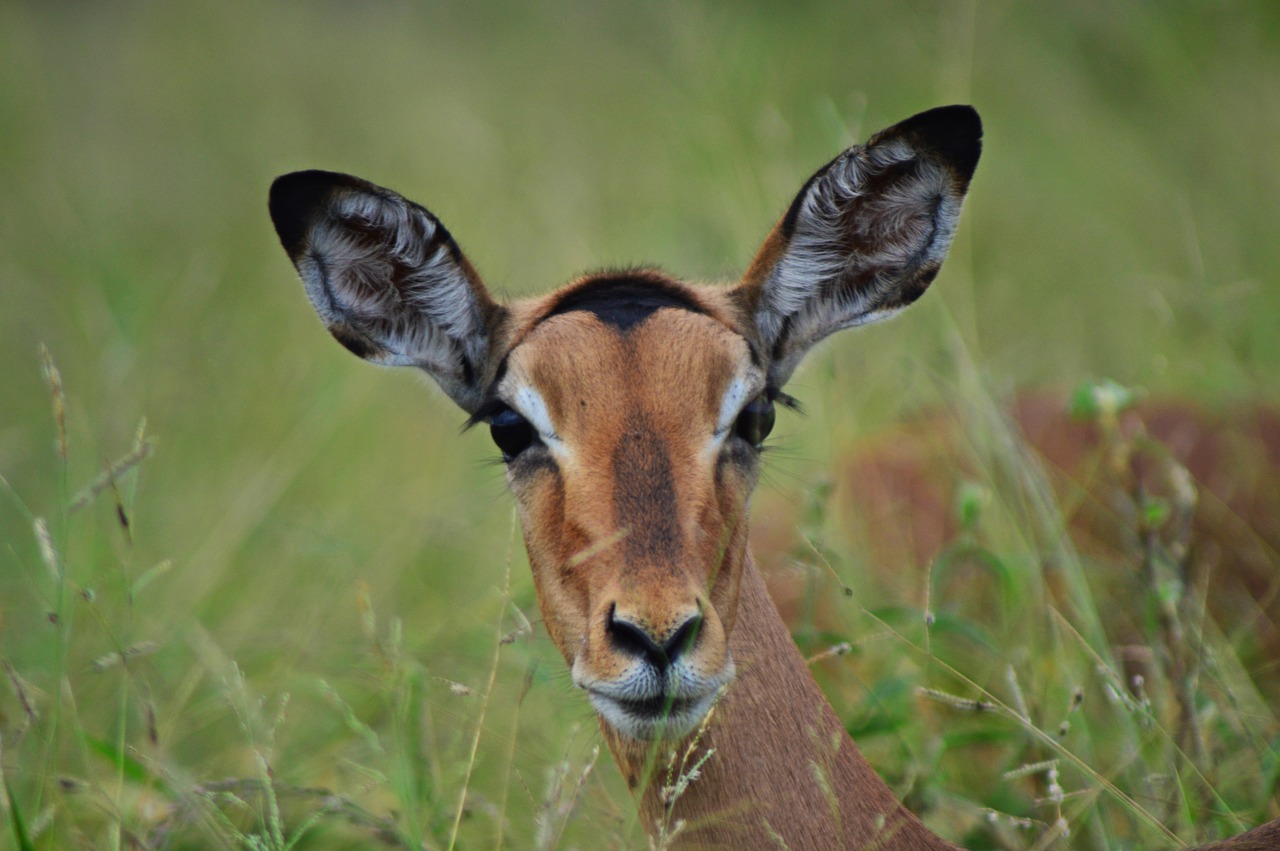 impala antelope wildlife free photo