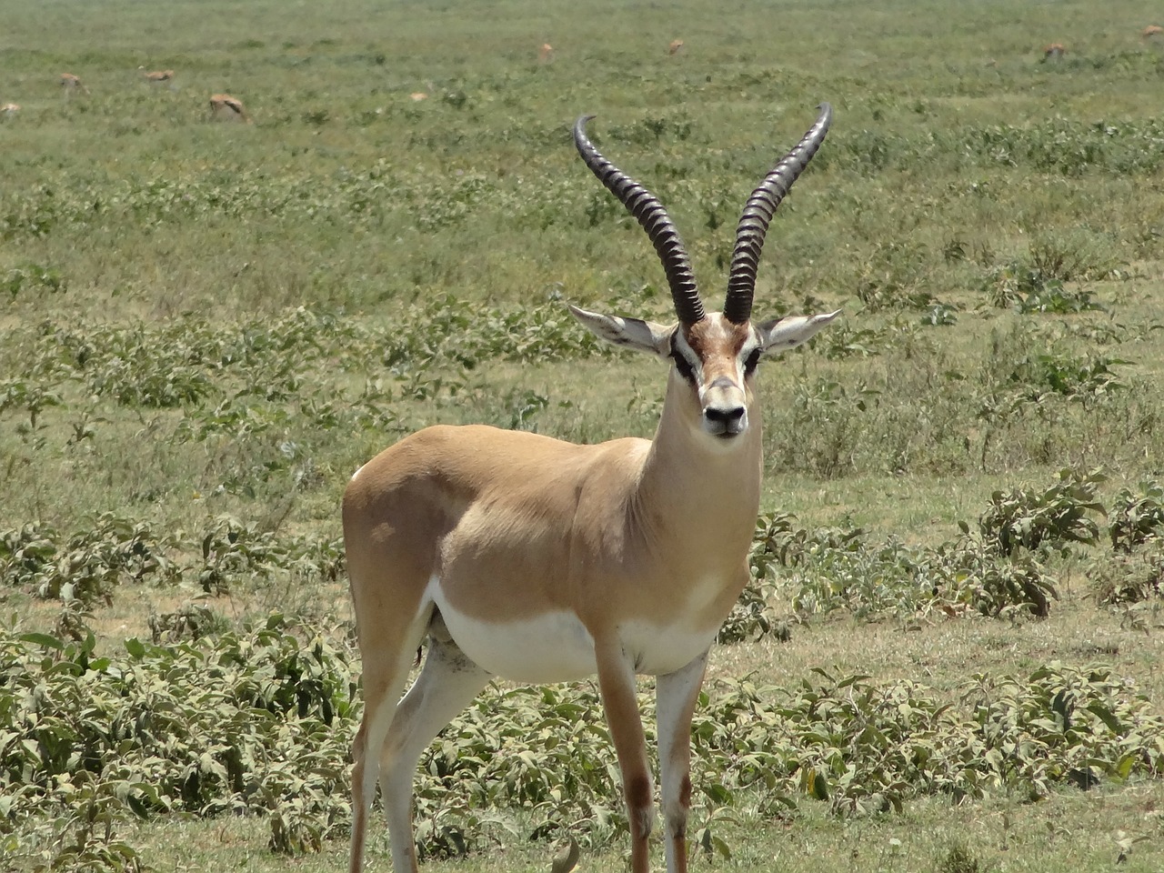 impala gazelle plain free photo