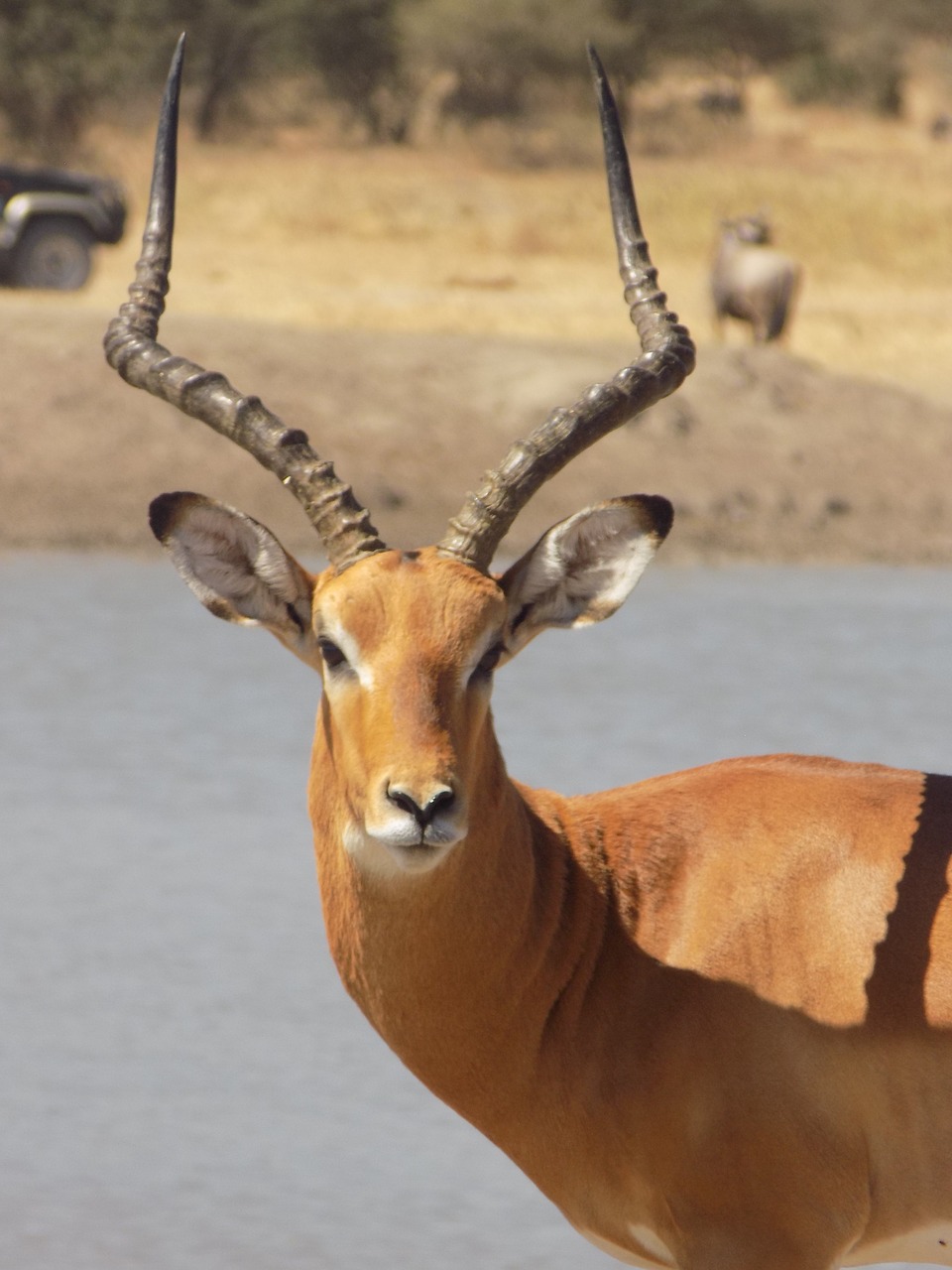 impala  antelope  africa free photo