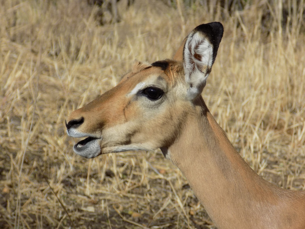 impala  antelope  safari free photo
