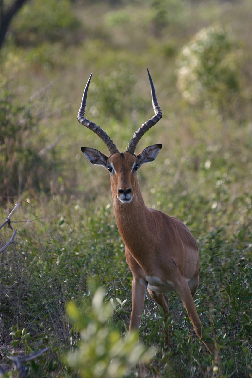 impala antelope africa free photo