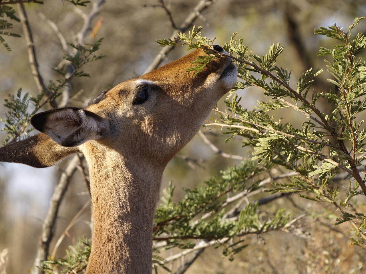 impala  wildlife  gazelle free photo