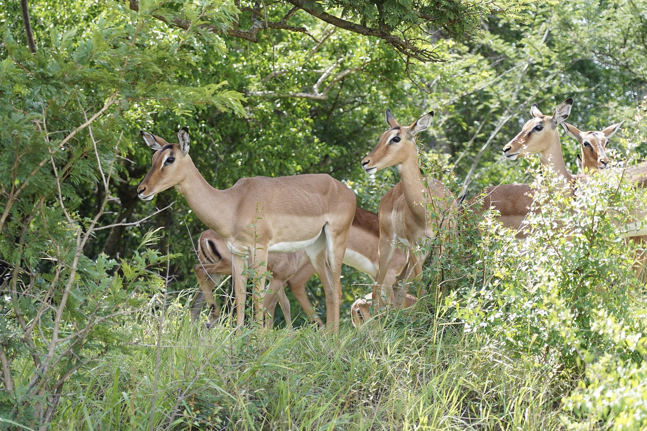 impala  africa  nature free photo