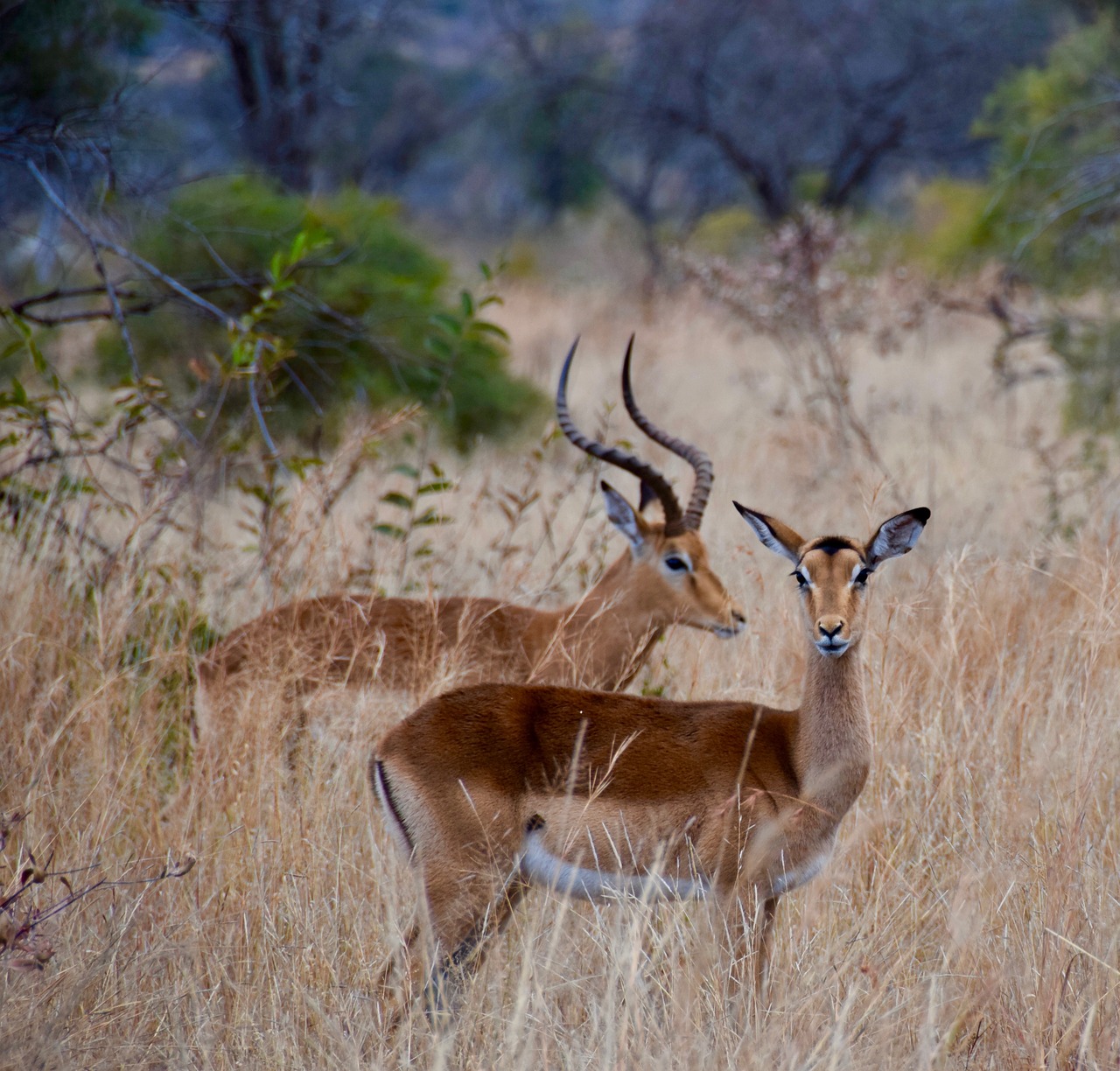 impala  africa  antelope free photo
