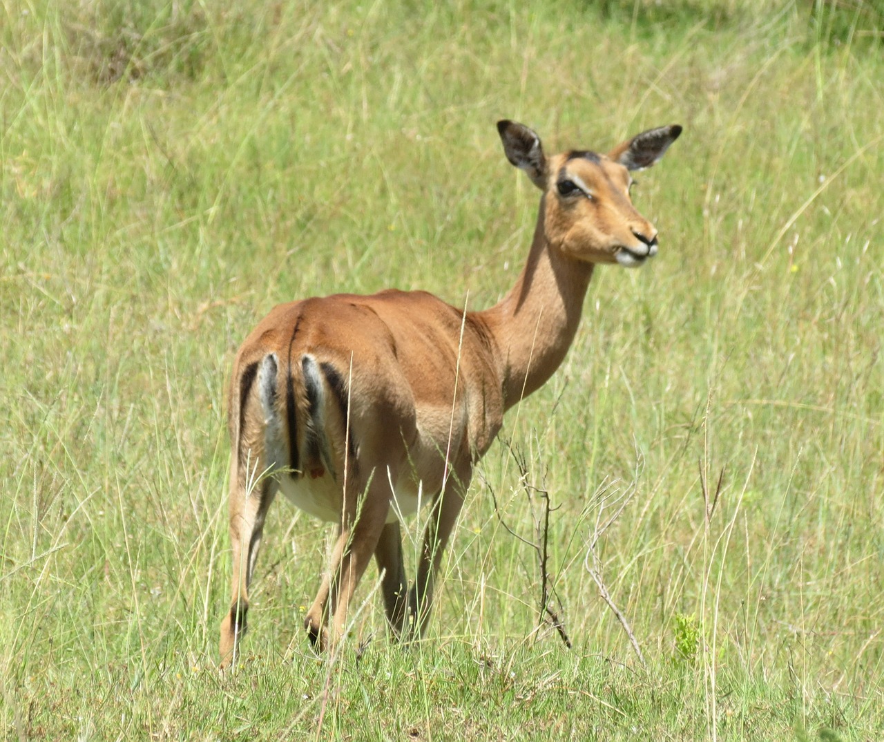 impala gazelle africa free photo