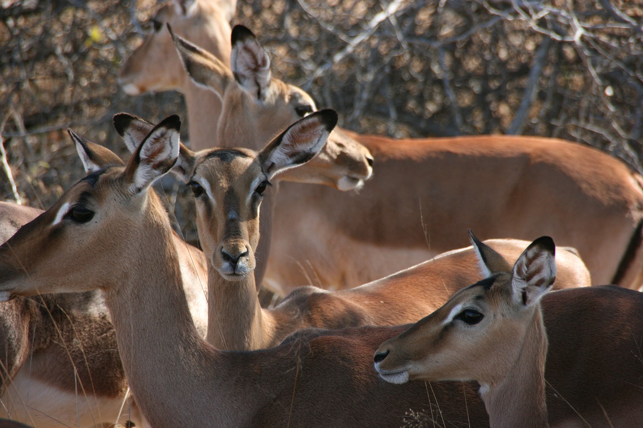 impala south africa kruger national park free photo